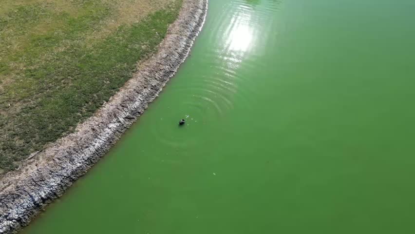 A drone footage of a duck swimming on Fountain Lake at Fountain Park on a sunny day in Fountain Hills town in Maricopa County, Arizona, United States