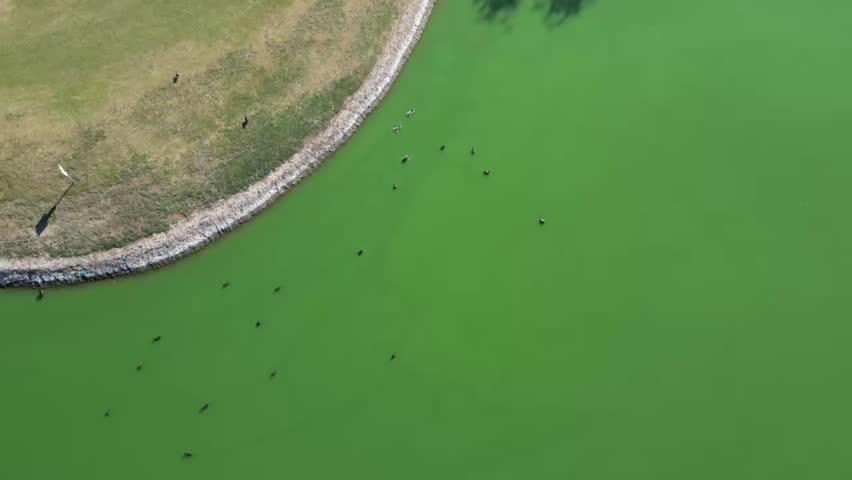 An aerial of wild ducks swimming on Fountain Lake at Fountain Park on a sunny day in Fountain Hills town in Maricopa County, Arizona, United States