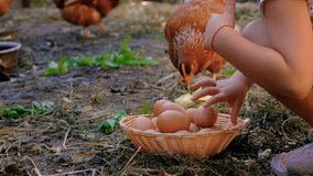 Child collecting eggs on a farm. Selective focus. - Powered by Shutterstock - Get 15% off with code: PIKWIZARD15