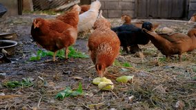 Child collecting eggs on a farm. Selective focus. - Powered by Shutterstock - Get 15% off with code: PIKWIZARD15