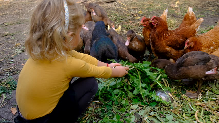 Child feeding grass to ducks and chickens on a farm. Selective focus.