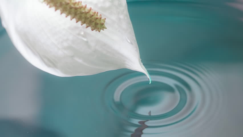 Gentle Drops from a Lily. A snow-white flower bends over the surface of the water and a drop slowly falls from it. Slow Motion