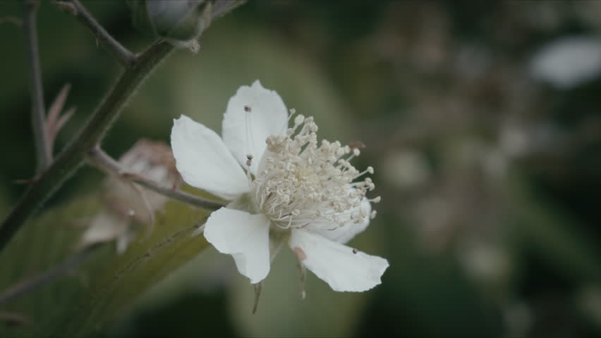 Bumblebee flying onto white flower, searching for nectar. Blackberry flower in autumn. Pollination; insect; ecology; wildlife; meadow.