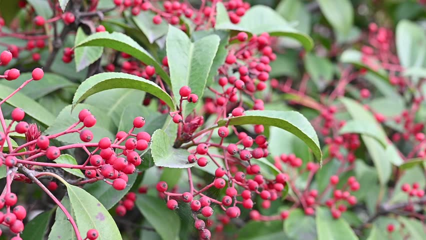 Vibrant red berries growing on a green bush.  A close-up of bright red berries clustered on a green leafy bush, showcasing the beauty of nature and seasonal plant growth.  


