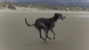 Whippet running on the sandy beach - Powered by Shutterstock - Get 15% off with code: PIKWIZARD15