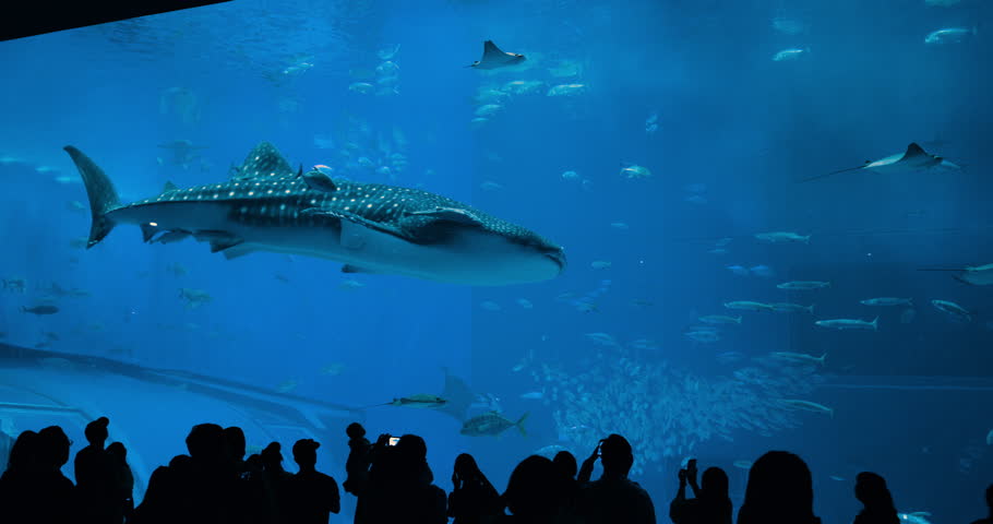 A majestic whale shark glides gracefully in Okinawa renowned aquarium, surrounded by swirling fish and sleek rays. Silhouetted visitors snap photos of this breathtaking marine wonder. Japan Tourism.