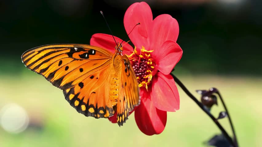 The monarch butterfly is a striking orange and black insect known for its long migration journey across North America. 