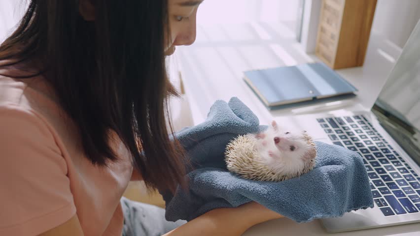 Close up of woman working from home with hedgehog pet in living room. Attractive businesswoman spend free leisure time with her little domestic pet in house. Pets friendly and interaction concept.