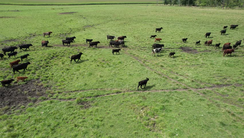 Aerial drone shot of cows grazing on pasture, landscape rural scene clouds and blue sky, in Michigan