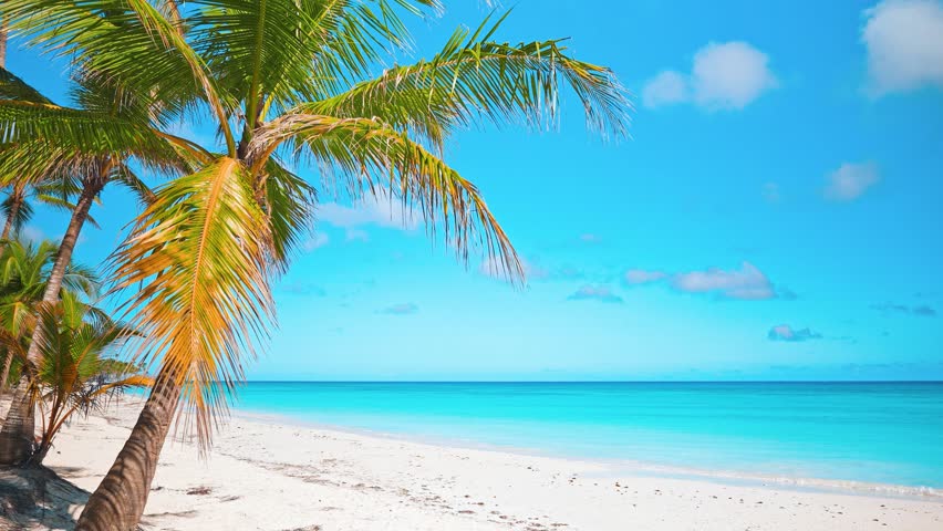 Young green palm tree on white sand beach of Saona Island, Dominican Republic. Landscape of vibrant nature of paradise island. Summer holiday background. View of sea tropical beach in Punta Cana.