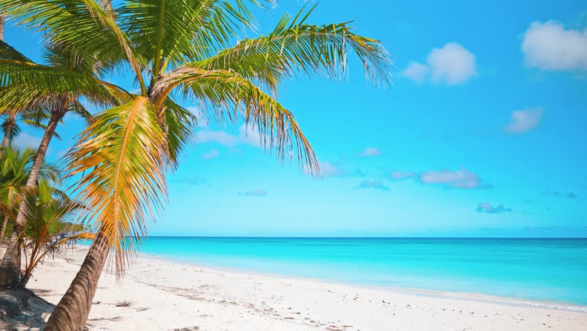 Young green palm tree on white sand beach of Saona Island, Dominican Republic. Landscape of vibrant nature of paradise island. Summer holiday background. View of sea tropical beach in Punta Cana. - Powered by Shutterstock - Get 15% off with code: PIKWIZARD15
