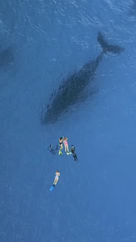 Witness an unforgettable moment as a curious family of humpback whales, accompanied by their playful cub, gracefully interacts with the vibrant underwater world of the Azores.