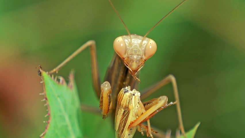 The **Mantis religiosa**, also known as the European mantis or praying mantis, is a species of mantis characterized by its distinctive "praying" posture, with its forearms bent and held together.