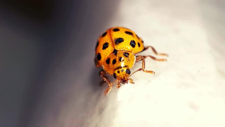 A ladybug with black spots on its bright red body, characterized by its round, smooth shape and small size. Its black spots are symmetrically arranged, typically ranging from 2 to 7 spots .