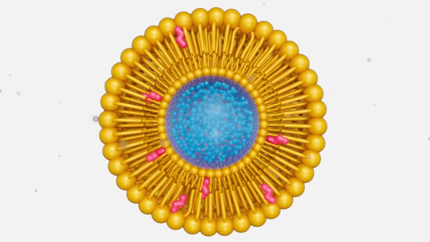3d animation of nanomedicine inside of liposome lipid bilayer with cholesterol molecules