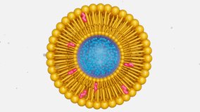 3d animation of nanomedicine inside of liposome lipid bilayer with cholesterol molecules - Powered by Shutterstock - Get 15% off with code: PIKWIZARD15