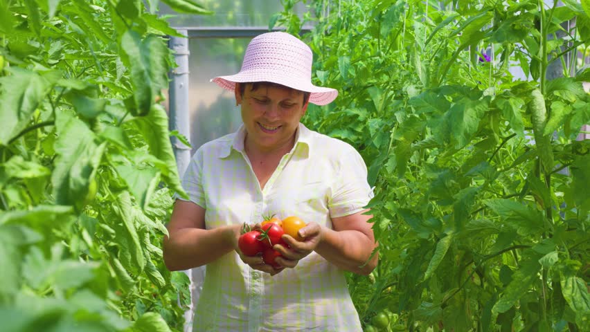 Successful mature female farmer showing crop of tomatoes in greenhouse. woman holding of organic tomatoes. Female horticulturist showing crop of tomatoes