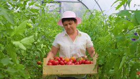 Proud woman farm business owner showing on camera ripe organic vegetables harvested on his plantation. Successful Farm Owner. farmer carries a box of tomatoes in a greenhouse - Powered by Shutterstock - Get 15% off with code: PIKWIZARD15