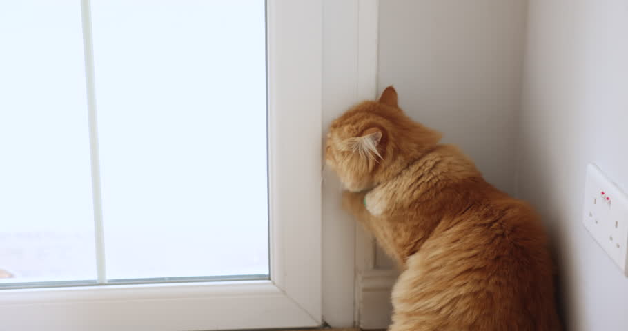 Cute active orange cat in green collar scratching door with paw for opening. Furry ginger pet asking to come in or out with risk of interior damage, suffering from anxiety, feeling concern