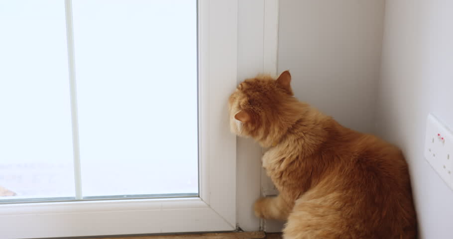 Cute active orange cat in green collar scratching door with paw for opening. Furry ginger pet asking to come in or out with risk of interior damage, suffering from anxiety, feeling concern