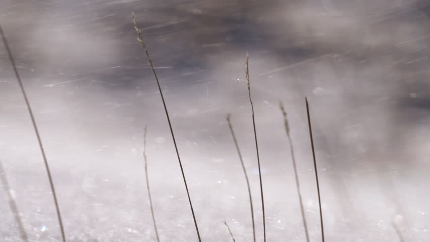 Snow blown by the wind with dry grass in the winter time, close up view