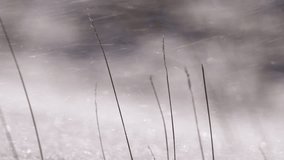 Snow blown by the wind with dry grass in the winter time, close up view - Powered by Shutterstock - Get 15% off with code: PIKWIZARD15