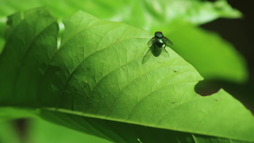 Close up shot of a fly on a plant leaf