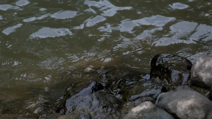 Water waves on the rocky river bank.Ripples of clear river water.Green environment and ecology concept.Raw video real time no edit.Footage 4K,60Fps