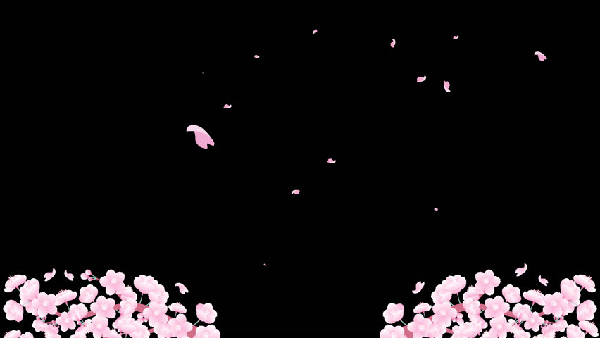 Spring cherry blossom petals falling in the air illustration CG transparent background video material