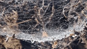 Spider web labyrinths with water drops. Dew on spider web in the morning in autumn forest - Powered by Shutterstock - Get 15% off with code: PIKWIZARD15