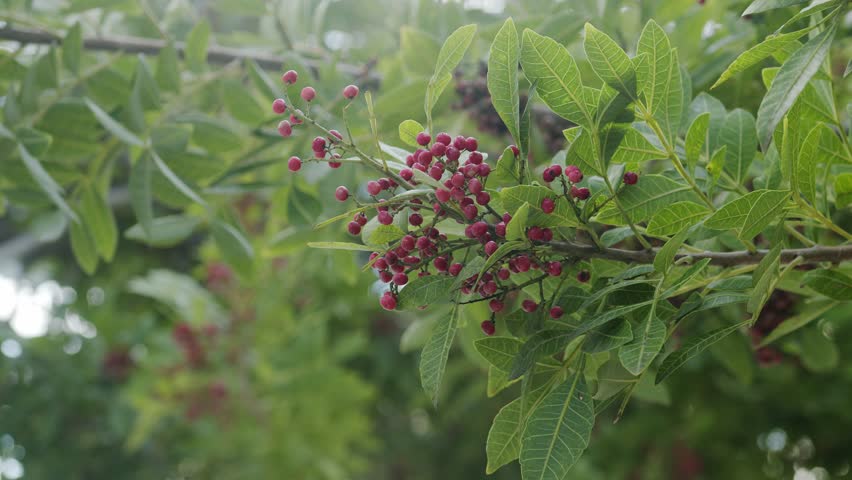 Pink pepper growing on the Brazilian pepper tree - Schinus terebinthifolius, aroeira plant. 