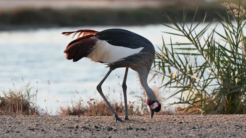 A close up 4k Video of a Grey Crowned Crane in Al Qudra Lakes in the desert of Dubai