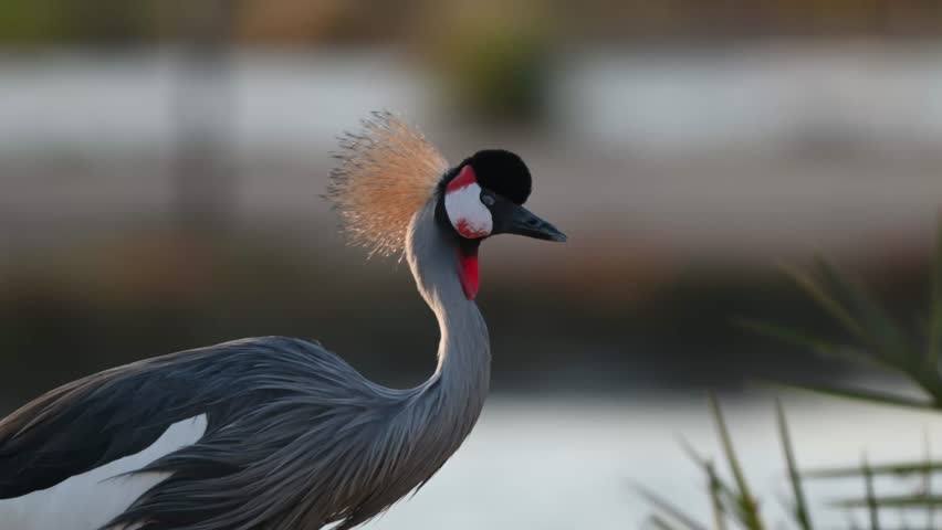 A close up 4k Video of a Grey Crowned Crane in Al Qudra Lakes in the desert of Dubai