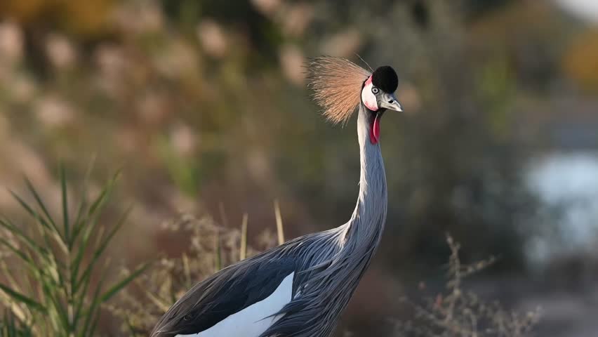 A close up 4k Video of a Grey Crowned Crane in Al Qudra Lakes in the desert of Dubai