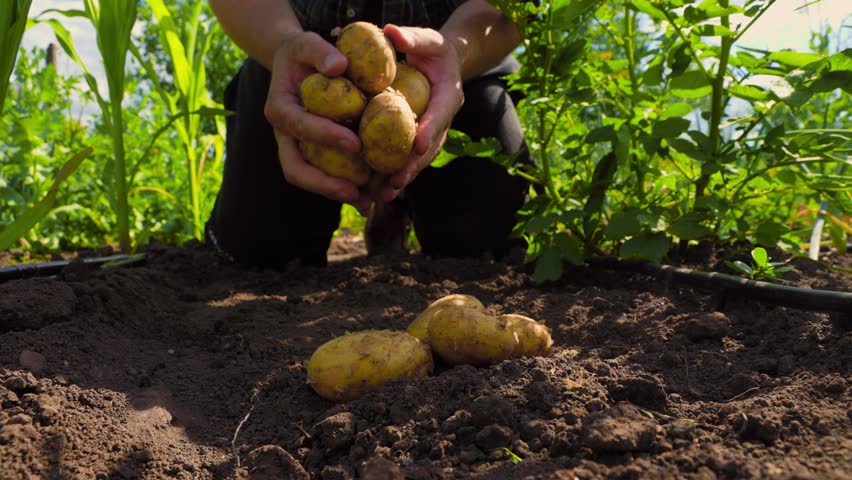 Unrecognizable man dropping bunch of new potatoes on fertile soil during harvest season on local farm. Crop farmer dropping new potatoes on ground