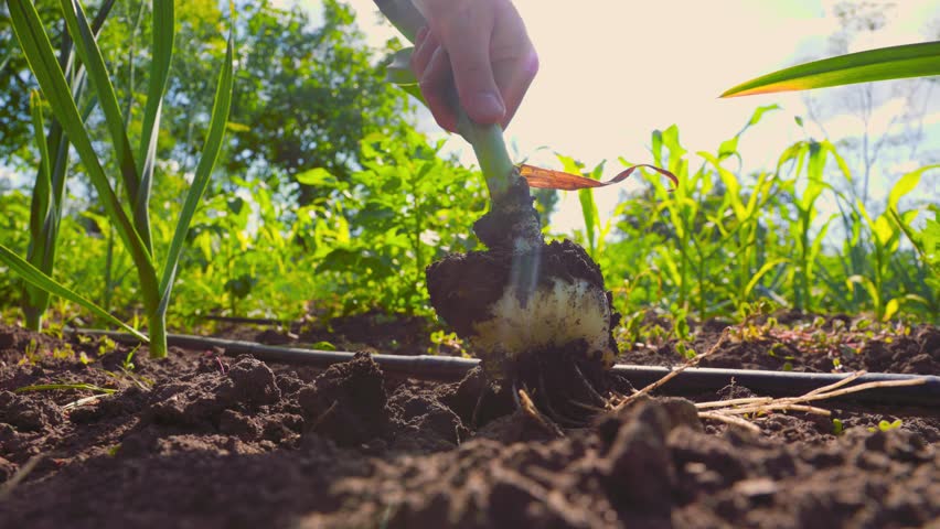 Unrecognizable man pulling fresh ripe garlic plant from fertile soil and shaking off dirt during harvest season on local farm. Crop farmer hands harvesting ripe garlic