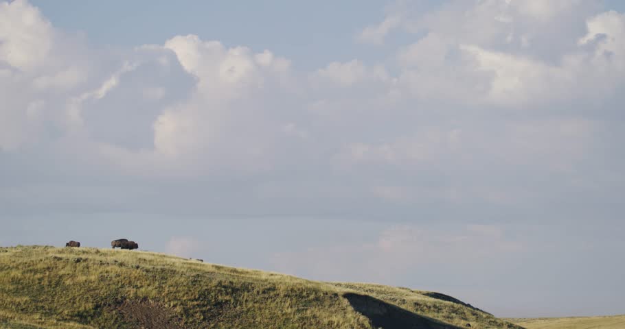 A view of distant American Bisons on a hill on the plains of the west of Wyoming, US under bright, clear sky