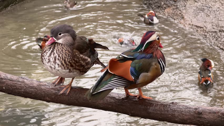 Female and male mandarin ducks (Aix galericulata) resting in the park.