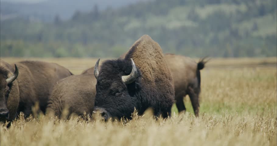 A slow-motion of American Bison herd grazing on a sunny day in expansive pasture in Wyoming, US