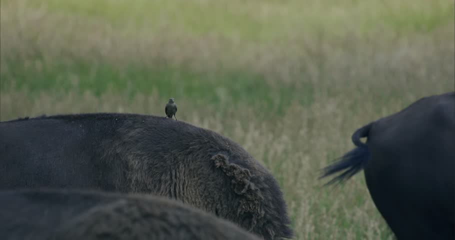 A slow-motion of a small bird sitting on the back of an American Bison in grassland in Wyoming, US