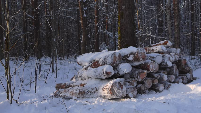Pile of cut timber or logs in a pile on the side of a winter sunny road in a forest. The logs are covered with thick white fluffy and dense snow and are in sharp focus. Forest trees in the background.