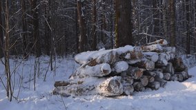 Pile of cut timber or logs in a pile on the side of a winter sunny road in a forest. The logs are covered with thick white fluffy and dense snow and are in sharp focus. Forest trees in the background. - Powered by Shutterstock - Get 15% off with code: PIKWIZARD15