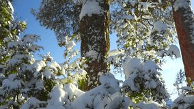 Gorgeous footage of white fluffy and thick snow covering trees, and their branches during winter sunny day with blue clear sky in the background. Trees are pines and spruces, with snow on the bark. - Powered by Shutterstock - Get 15% off with code: PIKWIZARD15