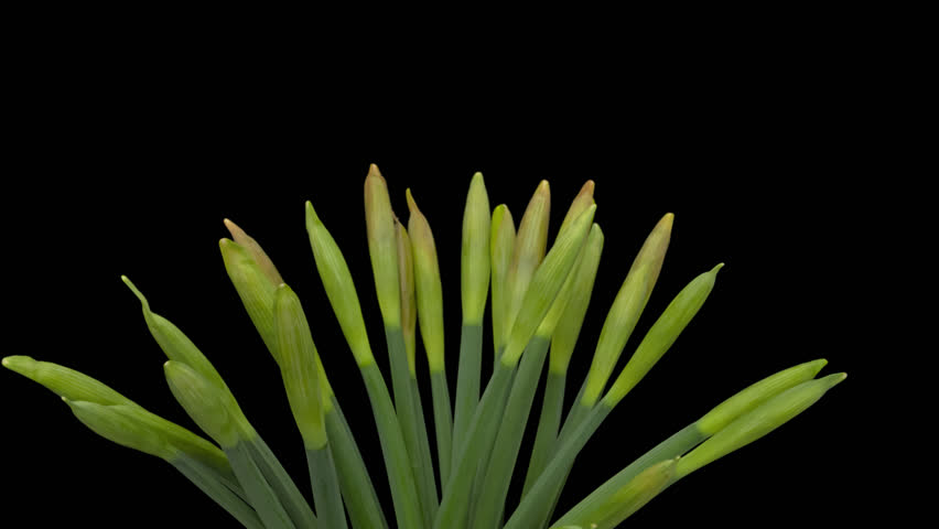 Time lapse blooming and wilting yellow Narcissus flowers, isolated on pure black background