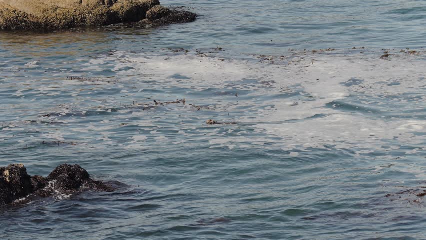 A slow motion of a sea otter (Enhydra lutris) swimming off the rocky shore of Pacific Grove city