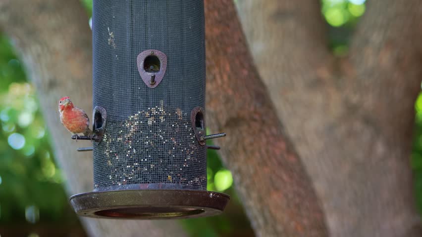 A house finch is standing in its bird feeder with a blurred tree trunks in the morning