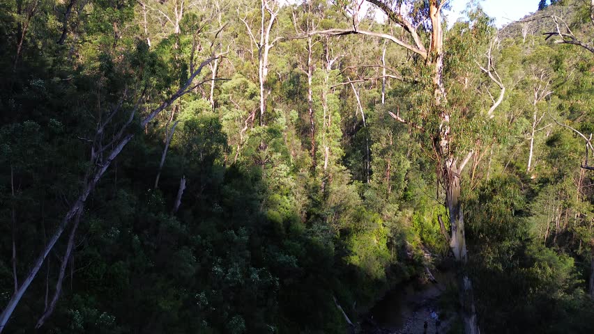 Aerial shot moving up large gum tree in Walhalla Victoria Australia