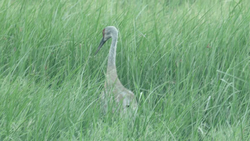 on a blustery day, tall blades of green grass in an open meadow waves in the wind while a single solo sandhill crane forages