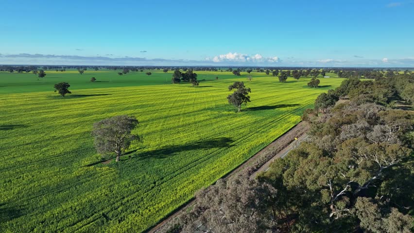 Farmland with canola crops and trees near Mulwala NSW Australia