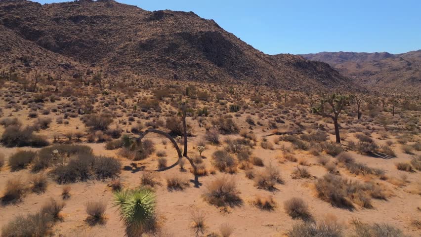 Joshua Tree National Park trail California aerial drone yucca trees Mohjave Colorado desert fortynine Palm Oasis morning blue sky fall autumn October November rugged rock formation forward pan motion